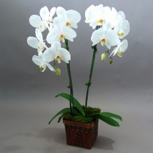 Orchid Plants 2 with Flowers in Ceramic Pot