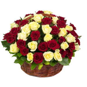 50 red white roses basket