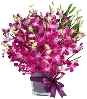 posh-purple-orchids