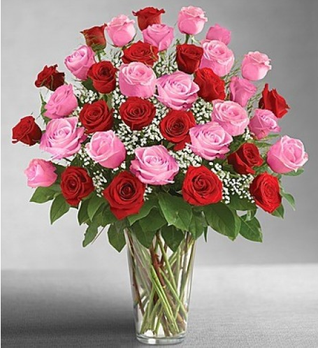 36 red pink roses