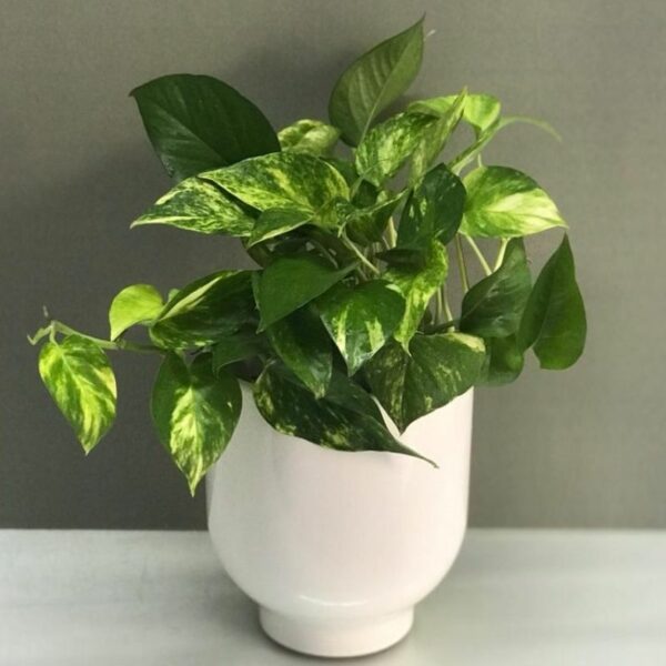 Potted Money Plant