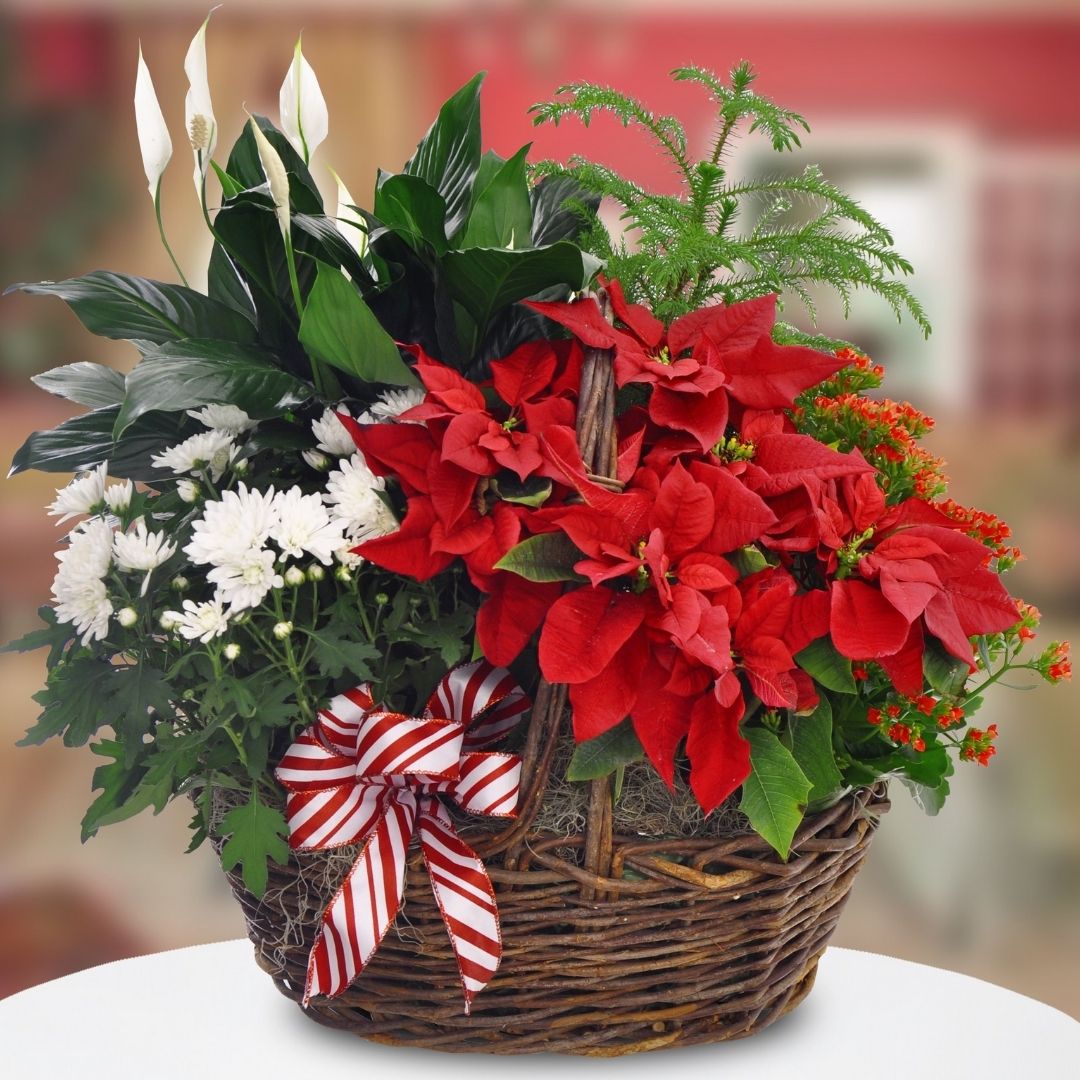Send this special Christmas Plants in Basket to loved ones.